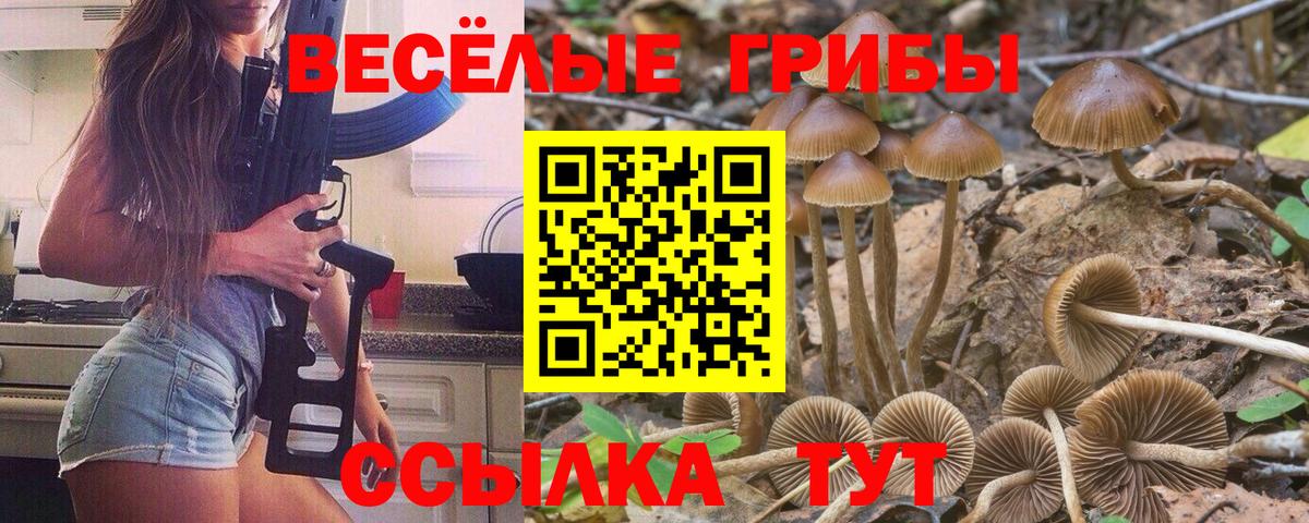 что такое   Вход с VPN  Псилоцибиновые грибы Magic Shrooms  Кудрово  Псилоцибиновые грибы Cubensis 